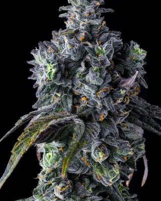 UK Riot | JOKERZ LINE | 7er Set Compound Genetics UK Riot | JOKERZ LINE | 7er Set Compound Genetics