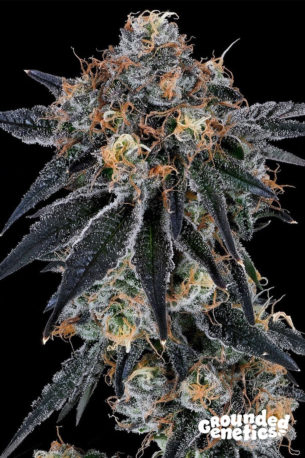 Blue Fumez | 7er Set Grounded Genetics