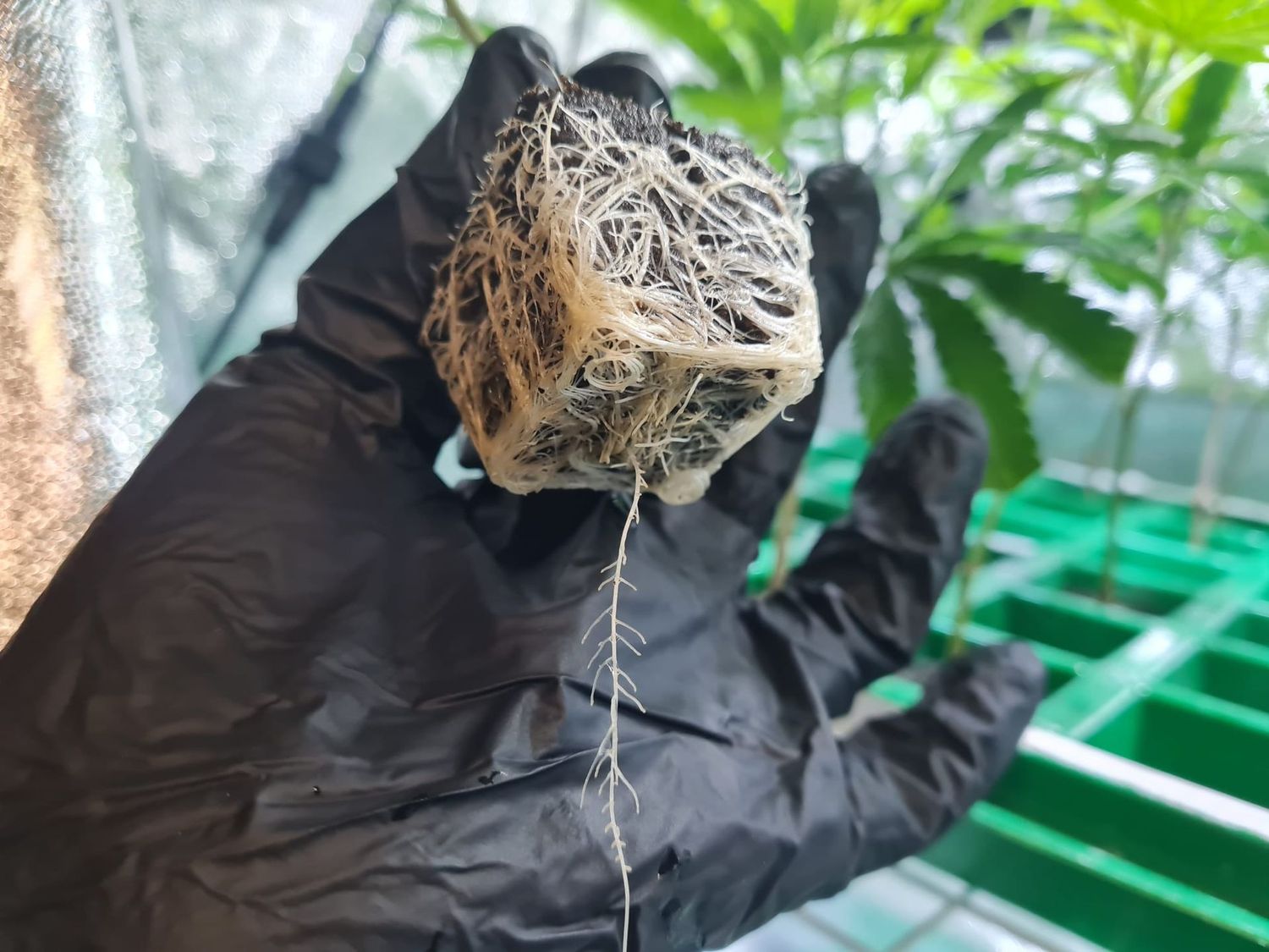 Steckling | Black Runtz (Banana Runtz Pheno)