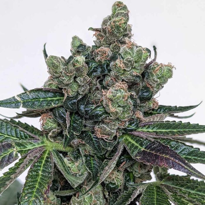 Steckling | Sour Frootz