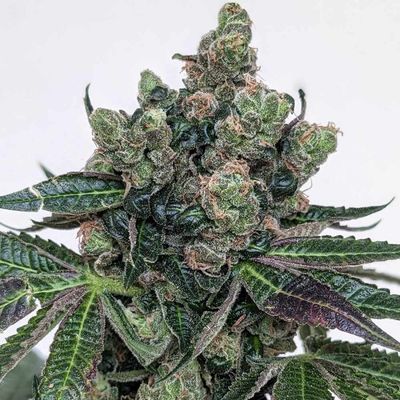 Steckling | Sour Frootz