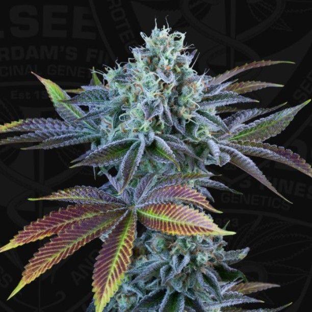 Auto French Cookies | THSeeds™
