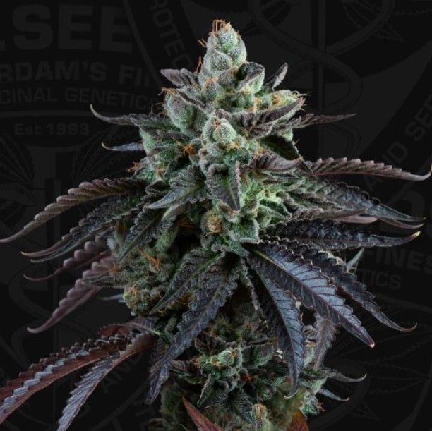 Auto French Macaron | THSeeds™