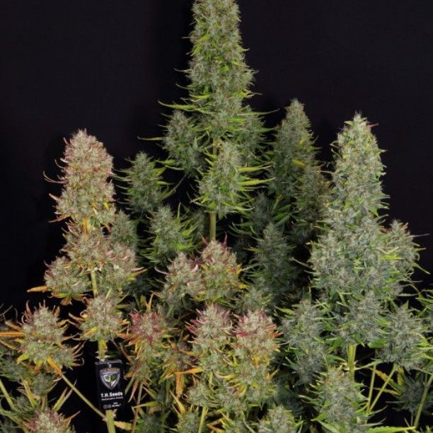 AUTO MK-Ultra™ | THSeeds™