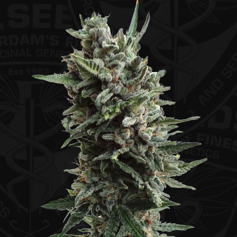 AUTO Critical HOG™ | THSeeds™ AUTO Critical HOG™ | THSeeds™