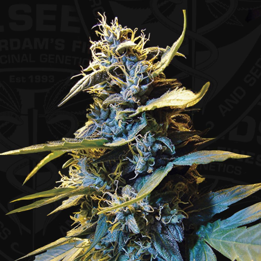 AUTO Northern HOG™ | THSeeds™