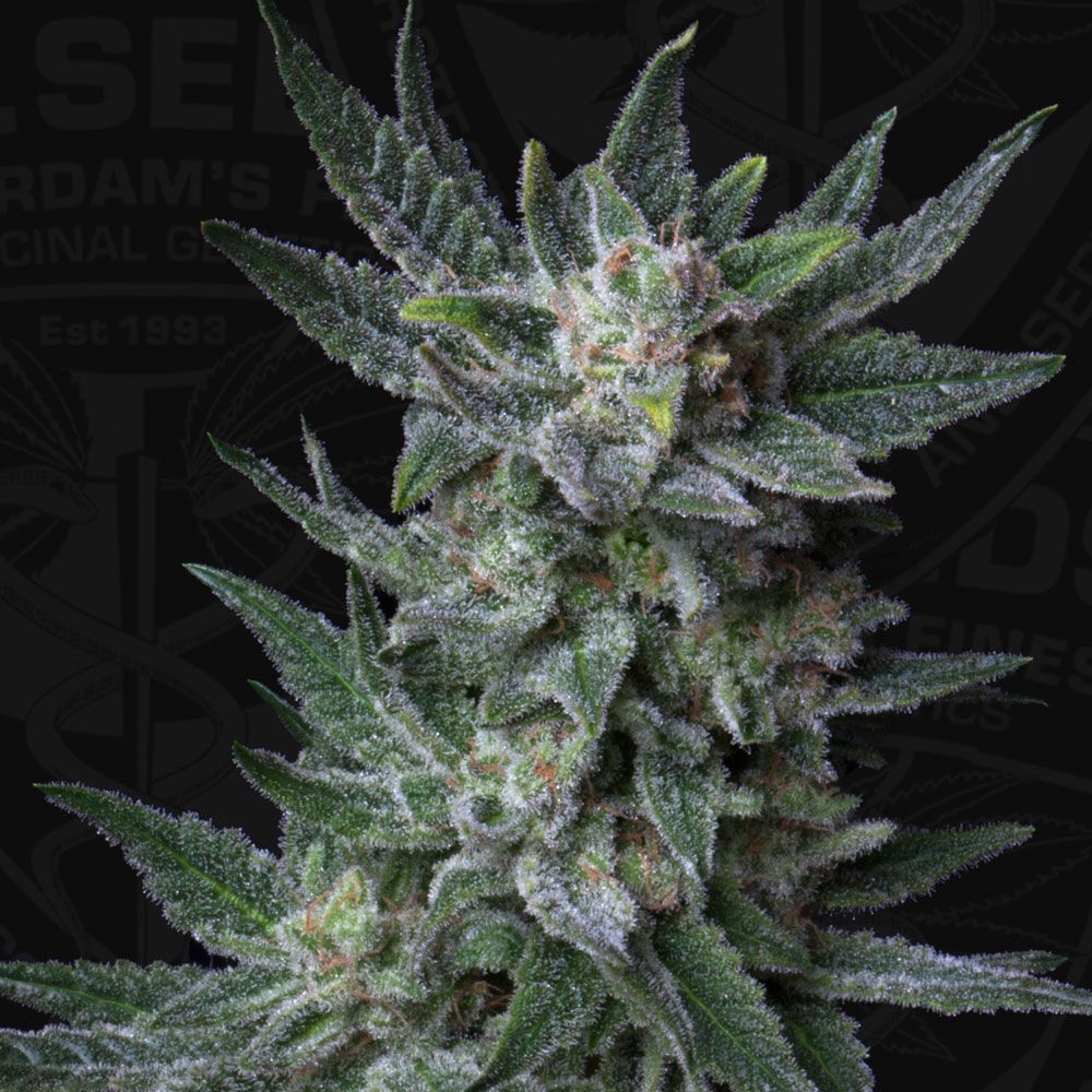AUTO Bubblegum | THSeeds™