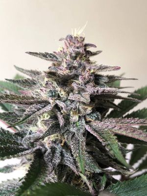 Steckling | Sour Fraise