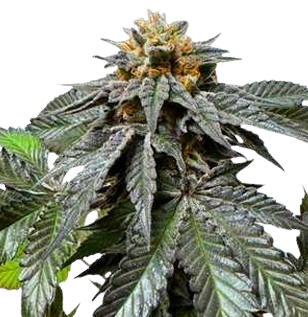 Steckling | Cerezas (Cherriez) | Black Tuna