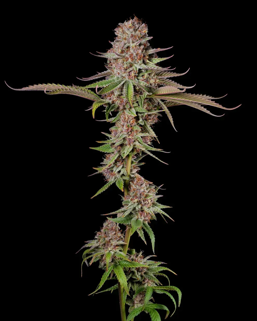 Steckling | Blueberry Muffin | Humboldt Seed Company