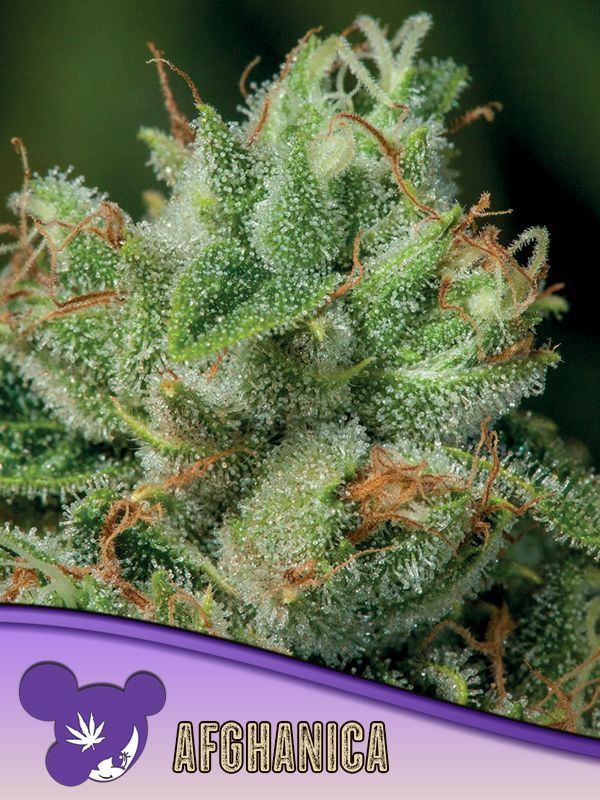 Hindu Kush, Landrassen | 3er Set, fem. | Anesia Seeds