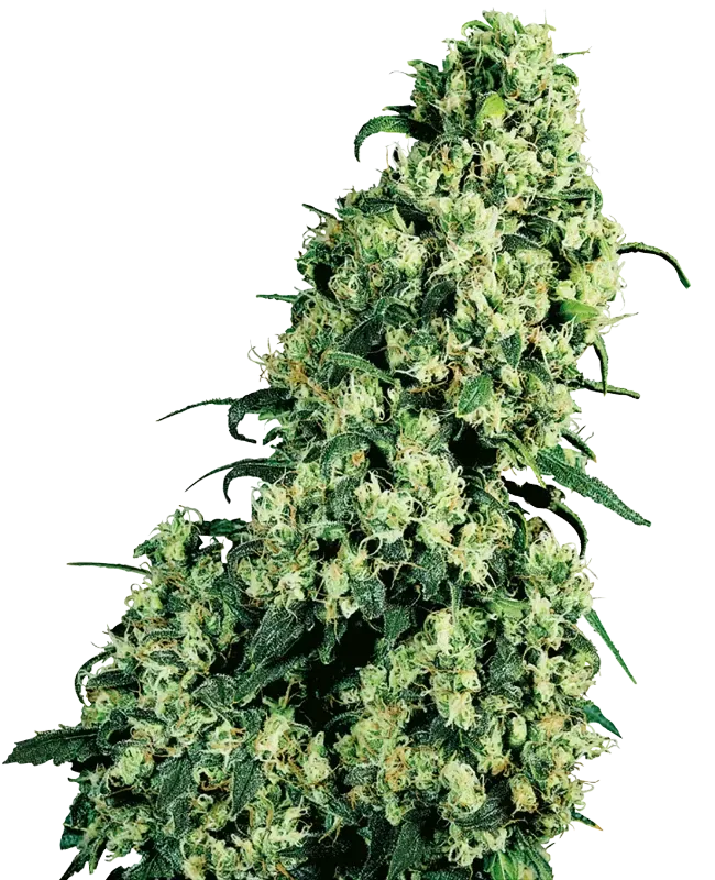Skunk #1 | 3er Set, fem. | Sensi Seeds / White Label