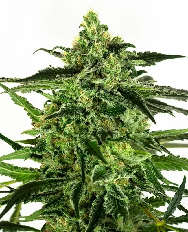 Steckling | Gorilla Haze Steckling | Gorilla Haze