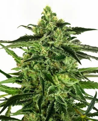 Steckling | Gorilla Haze