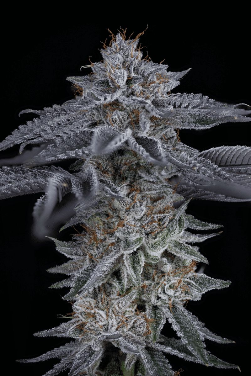 Steckling | Coconut Cloud