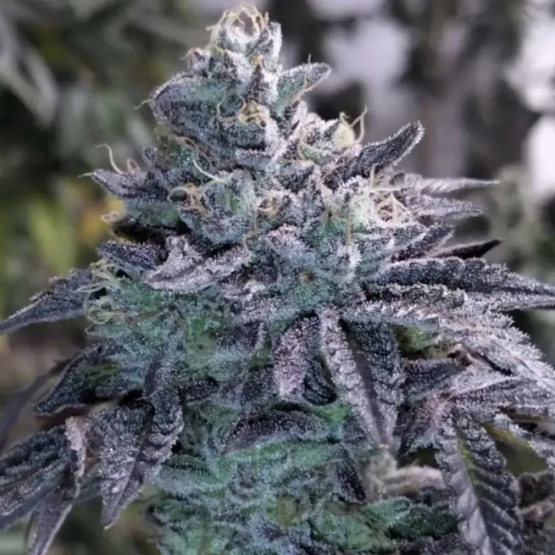 Steckling | Guava Jelly | Grounded Genetics