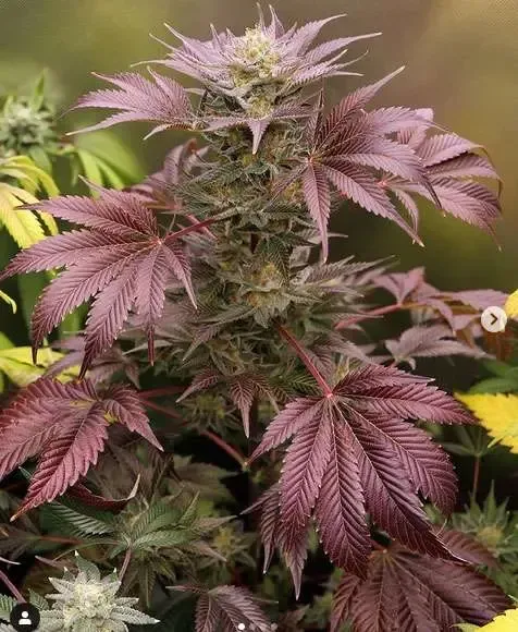 Steckling | Bubbleberry V2 | Riot Seeds