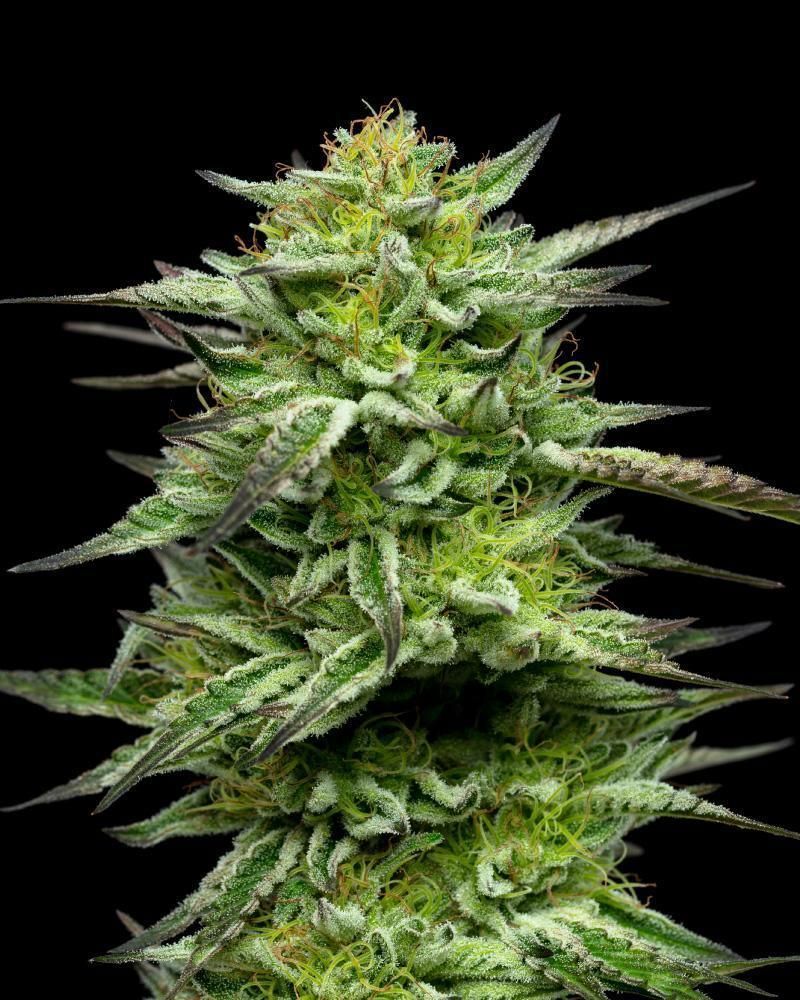 Steckling | Mountaintop Mint | Humboldt Seed Company