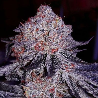 Steckling | Cherry Gar-See-Ya | ETHOS Genetics Steckling | Cherry Gar-See-Ya | ETHOS Genetics