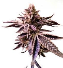 Steckling | Mountaintop Mint #2 aka Leberknödel-Cut | Humboldt Seed Company