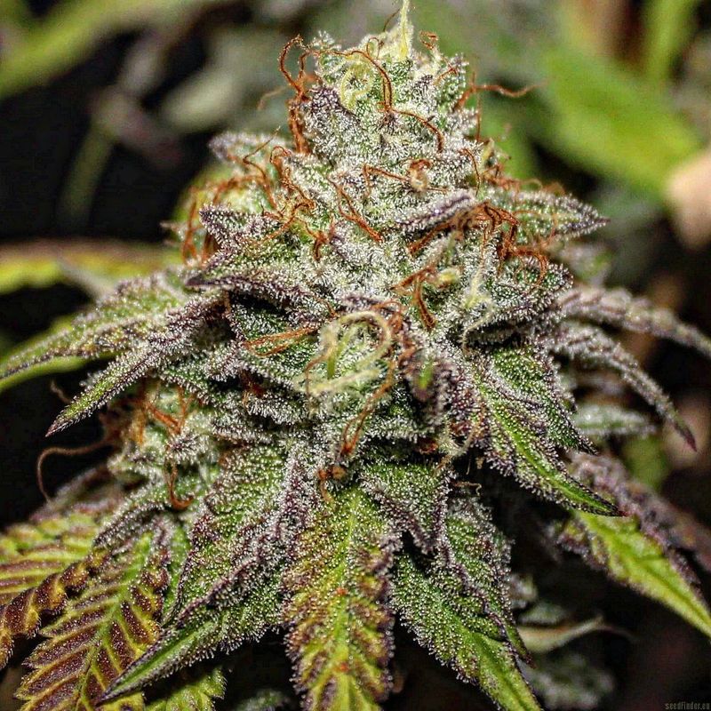 Steckling | Theia S1 | Basement Chucker Genetics