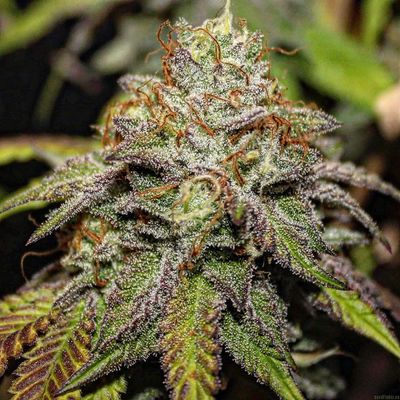 Steckling | Theia S1 | Basement Chucker Genetics Steckling | Theia S1 | Basement Chucker Genetics