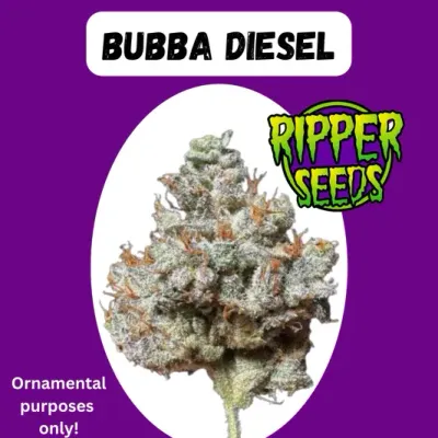 Steckling | Bubba Diesel | Ripper Seeds