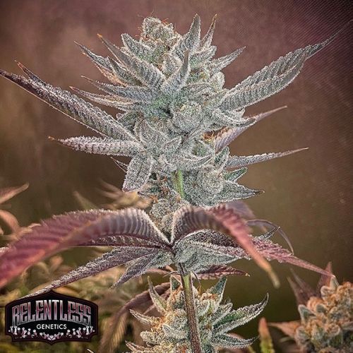Steckling | Now'n'Cherry | Relentless Genetics