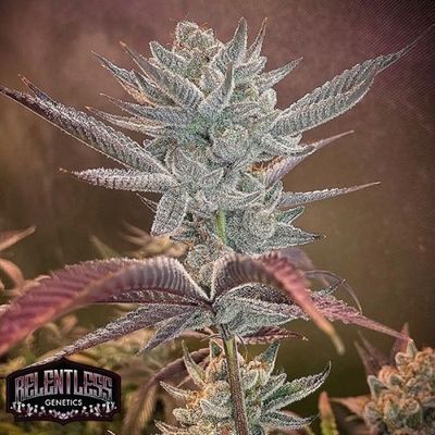 Steckling | Now'n'Cherry | Relentless Genetics