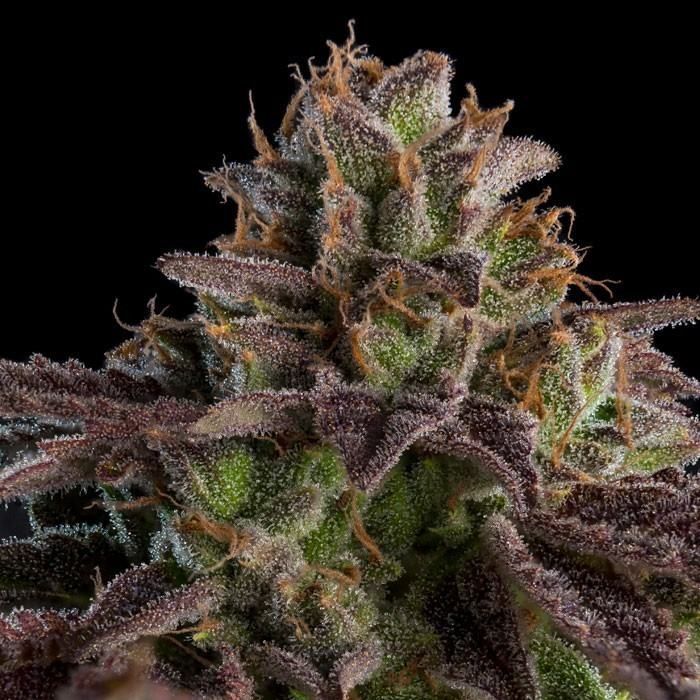 Steckling | KMintZ | Ripper Seeds