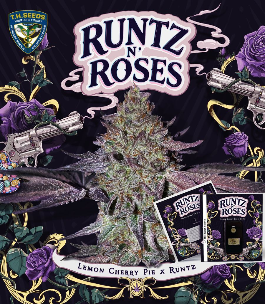 Runtz N' Roses | fem. 2-Pack | T.H. SEEDS