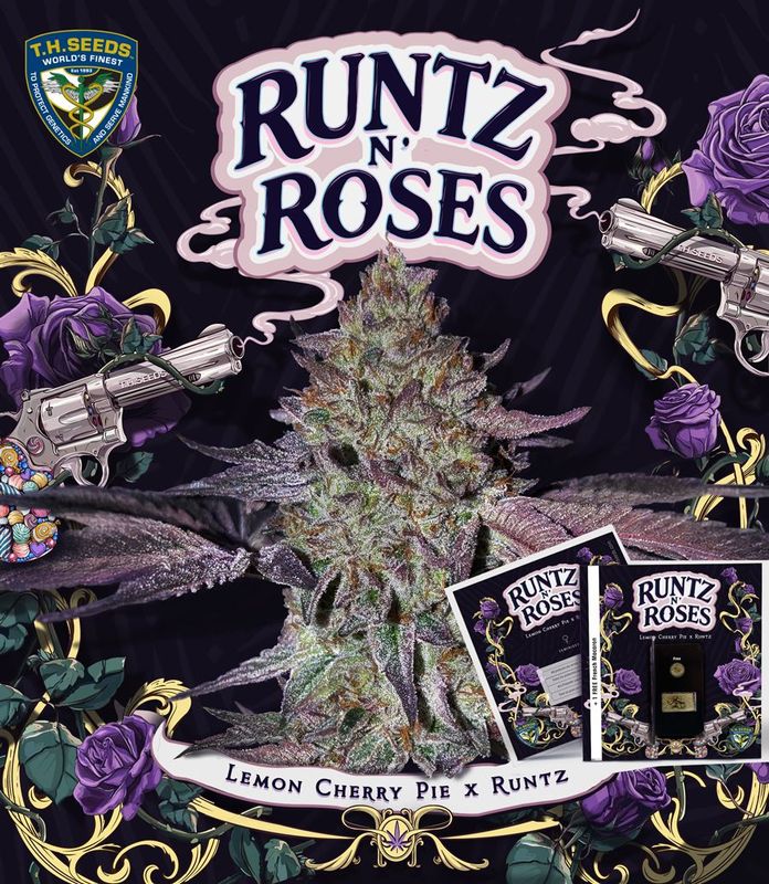Runtz N' Roses | fem. 2-Pack | T.H. SEEDS