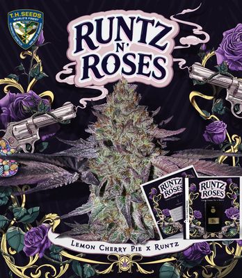 Runtz N' Roses | fem. 2-Pack | T.H. SEEDS Runtz N' Roses | fem. 2-Pack | T.H. SEEDS