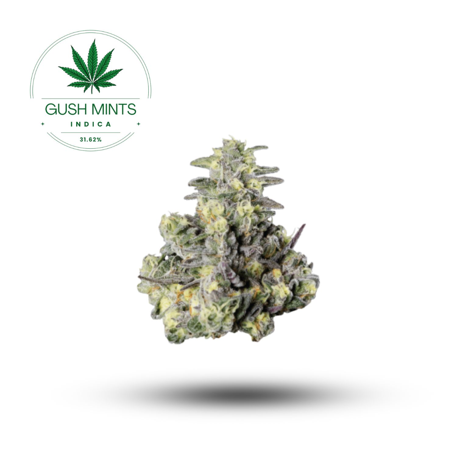 GUSH MINTS FLOWER- INDICA 31.62%