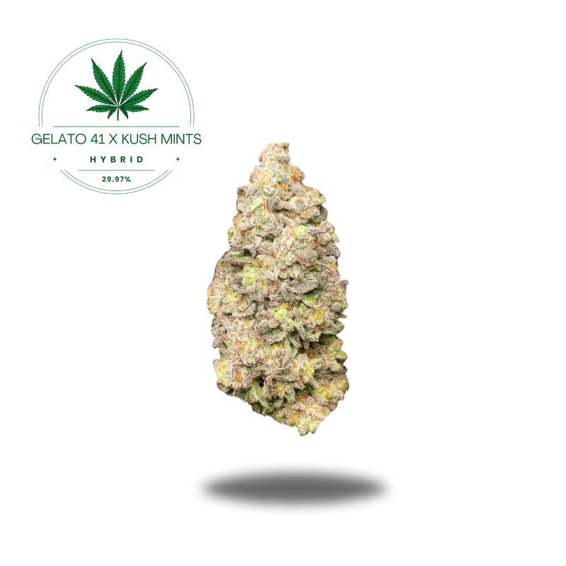 GELATO 41 X KUSH MINTS- HYBRID 29.97%