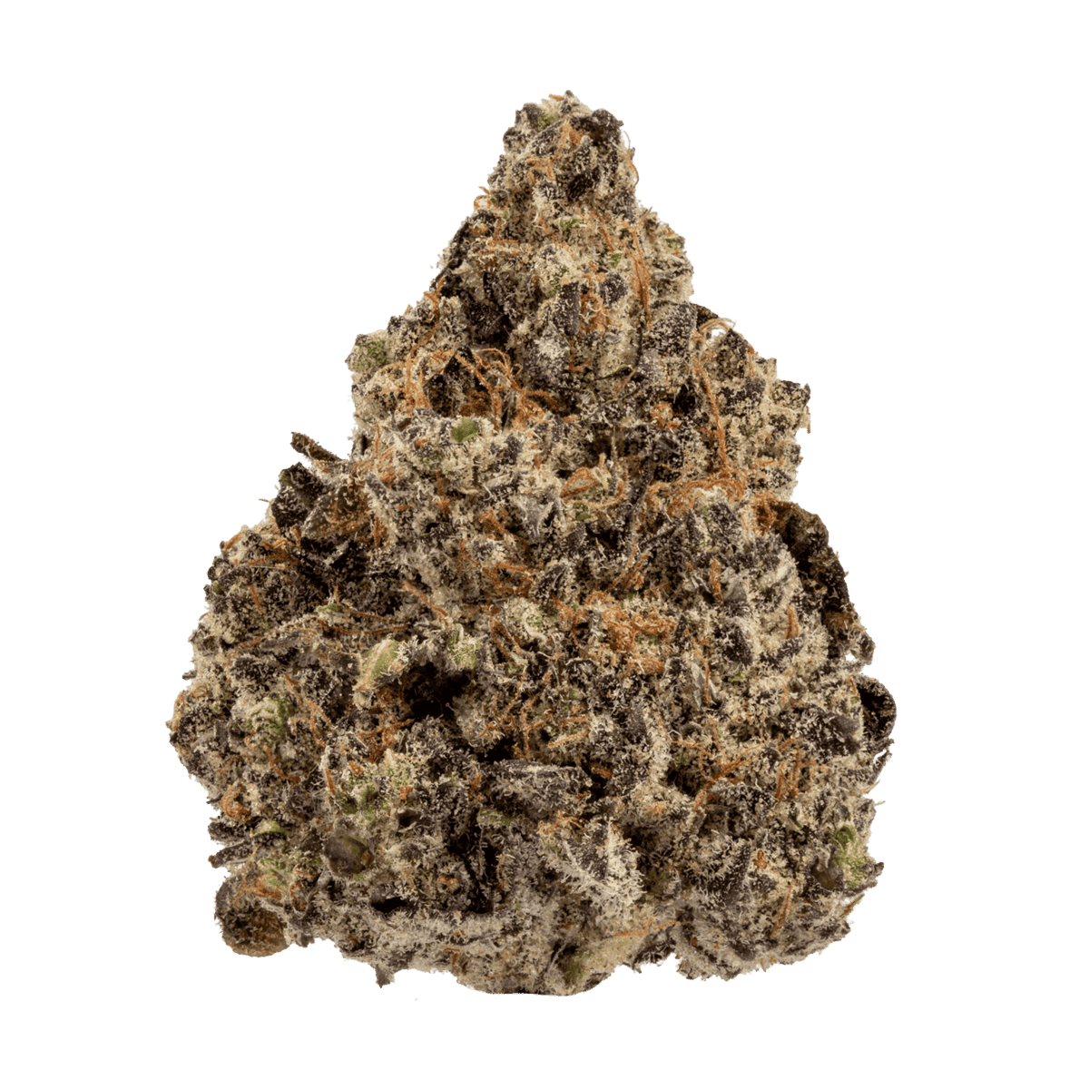 LIZARD BURGER FLOWER- 29.42%  HYBRID