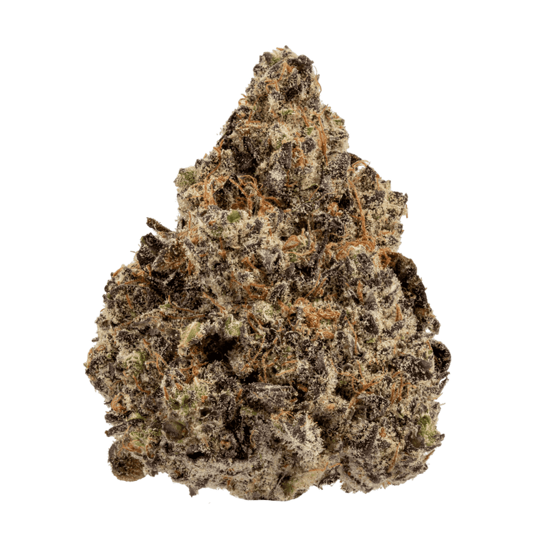 LIZARD BURGER FLOWER- 29.42%  HYBRID