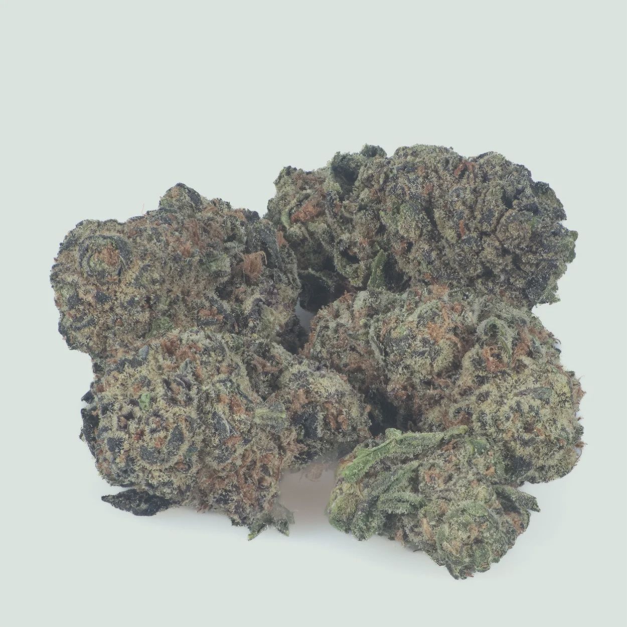 BLACK GARLIC GELATO FLOWER -HYBRID 27.14%