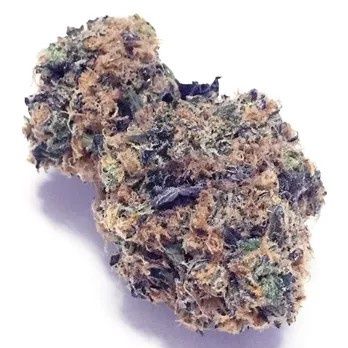PURPLE DREAM FLOWER- HYBRID 24.21%