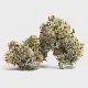 GMO X G41 FLOWER HYBRID 28.16%