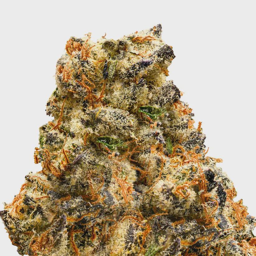 WHIZ KID FLOWER- HYBRID 29.45%