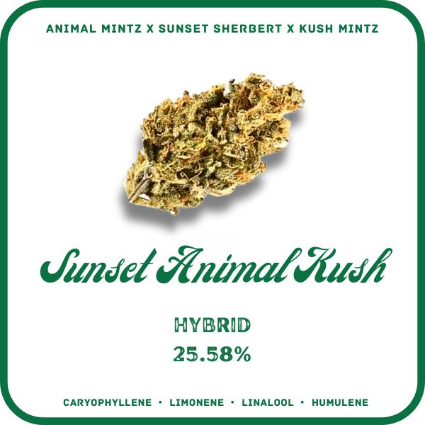 SUNSET ANIMAL KUSH- HYBRID 25.58%