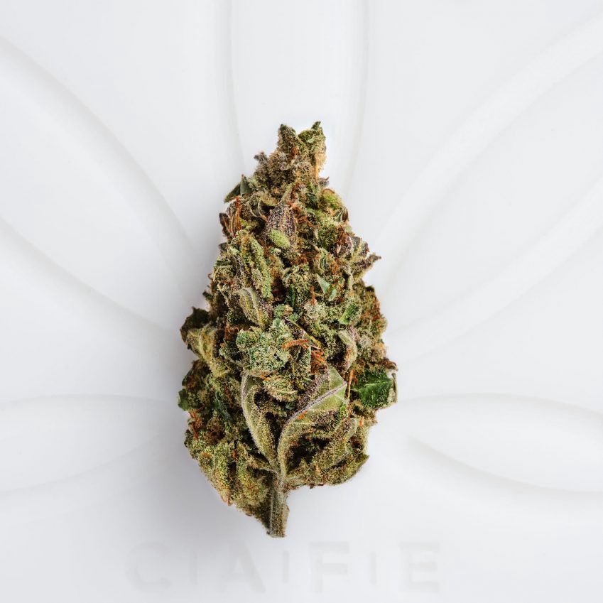 CITRUS SKUNK FLOWER- SATIVA 36.47%