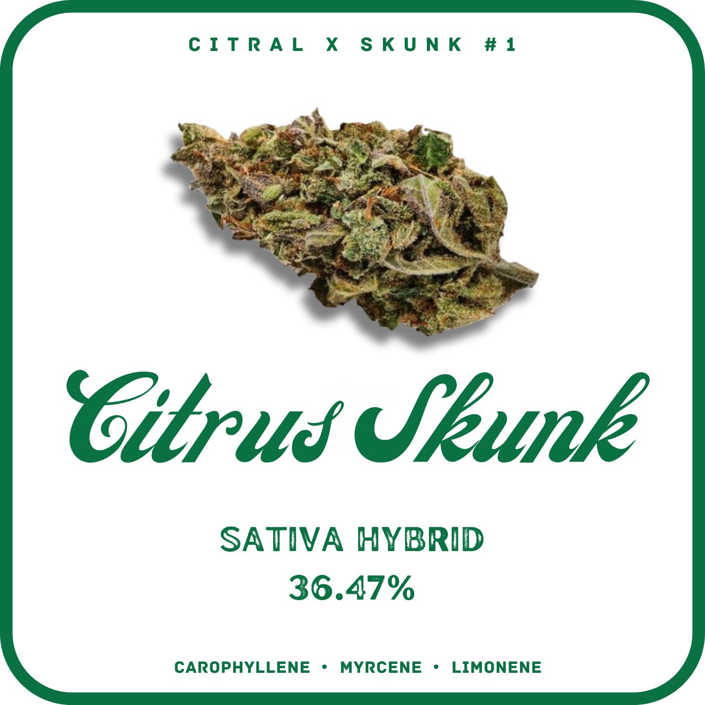 CITRUS SKUNK FLOWER- SATIVA 36.47%