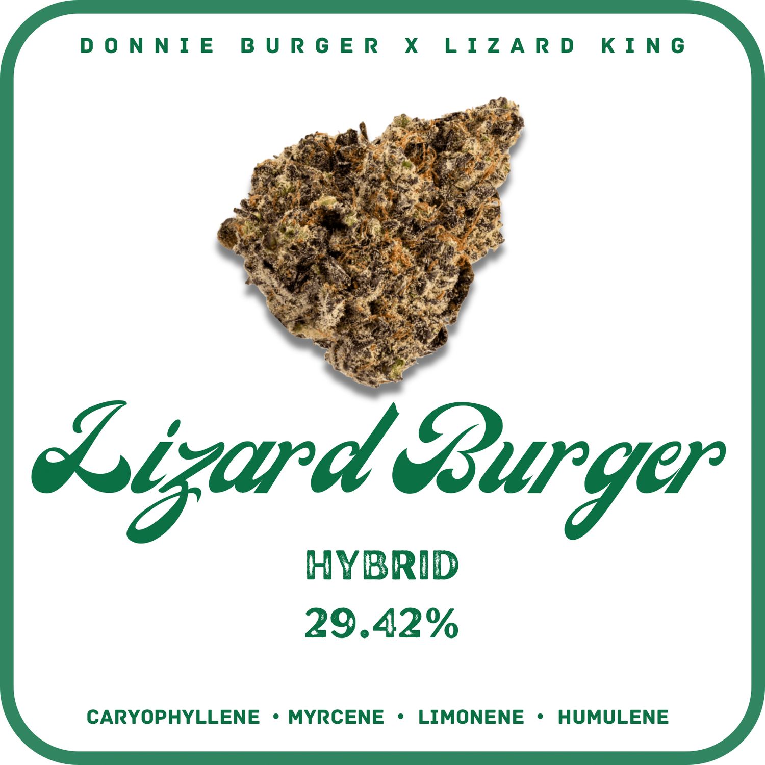 LIZARD BURGER FLOWER- 29.42%  HYBRID