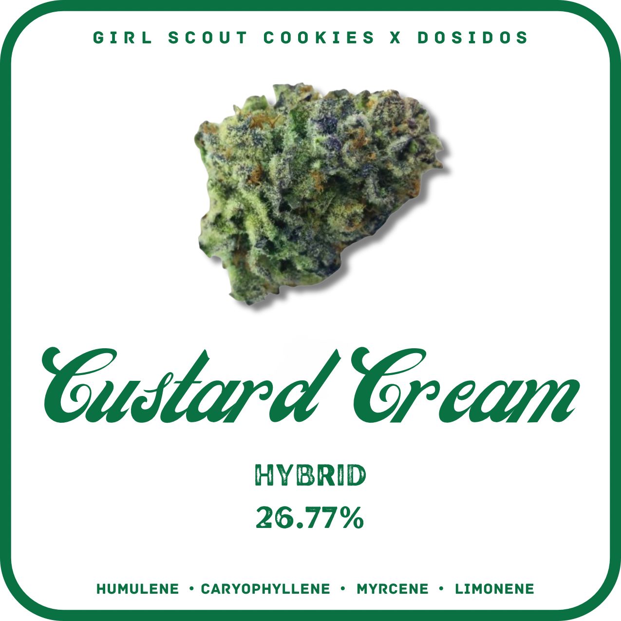 CUSTARD CREAM FLOWER- HYBRID 26.77%