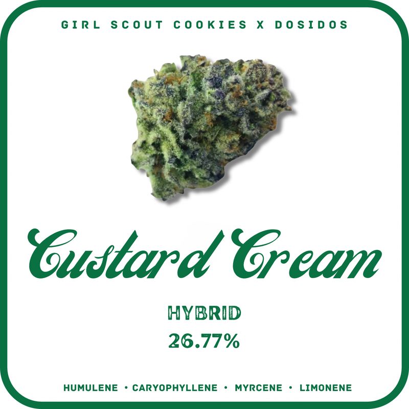 CUSTARD CREAM FLOWER- HYBRID 26.77%
