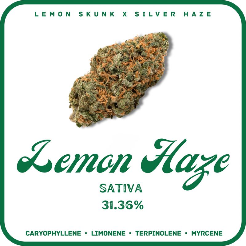 LEMON HAZE FLOWER- SATIVA 31.36%
