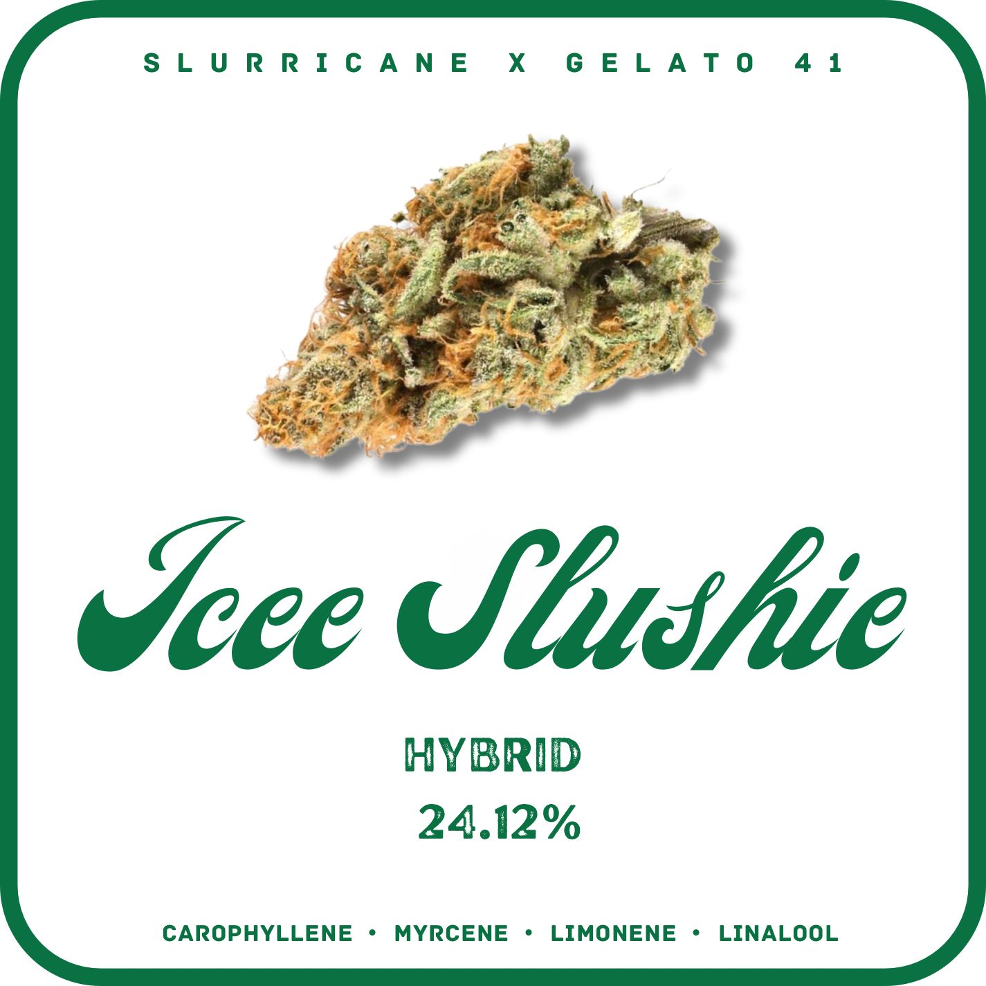 *LIMITED QUANTITY* ICEE SLUSHIE FLOWER- HYBRID 24.12%