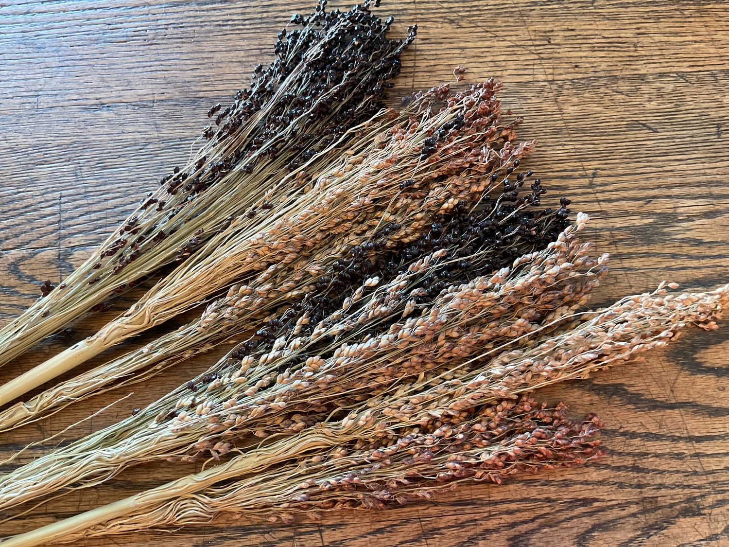 Broom Corn Seed